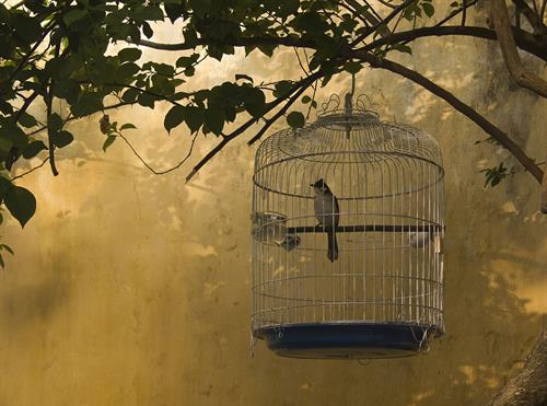 Maya Angelou: A Writer's Legacy Maya Angelou: A Writer's Legacy